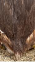 bird feathers 0014